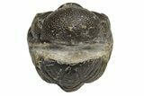 Wide, Enrolled Austerops Trilobite - Morocco #224017-3